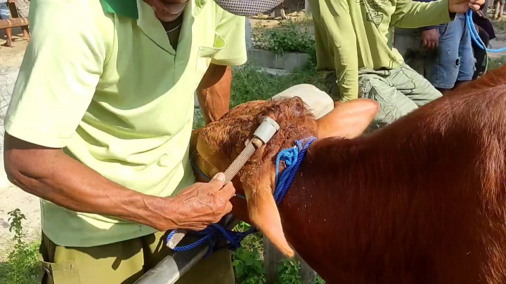 Berkah Hari Raya Kurban, Jasa Salon Sapi di Pati Jadi Buruan