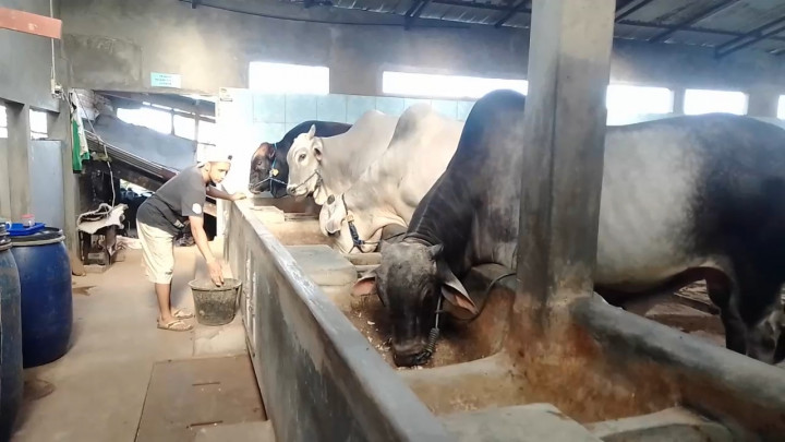 Harga Fantastis! Sapi 1,2 Ton di Magetan Diburu Pembeli Jelang Iduladha