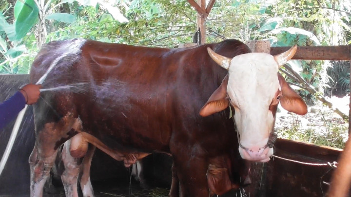 Wujud 'Si Jenggot' Sapi Kurban Jokowi di Jambi Seberat 900 Kg