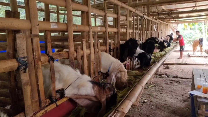 Unik! Hotel Kambing di Kudus Tawarkan Layanan Full Service
