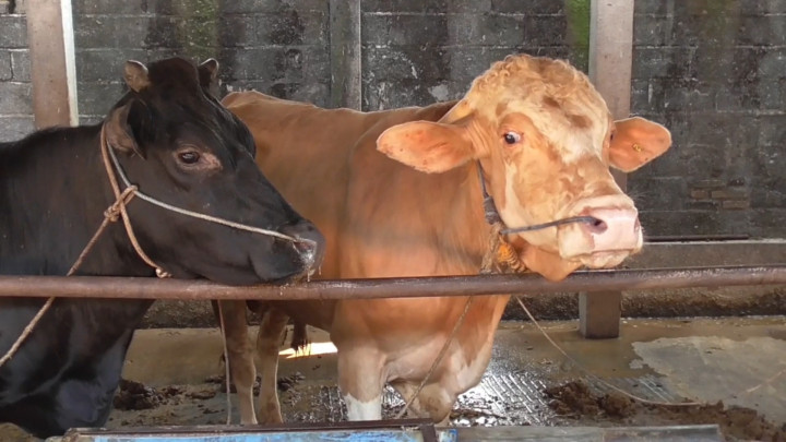 Unik! Bengkel Sapi di Kalijeruk Sulap Sapi Kurus Jadi Sehat dan Gemoy