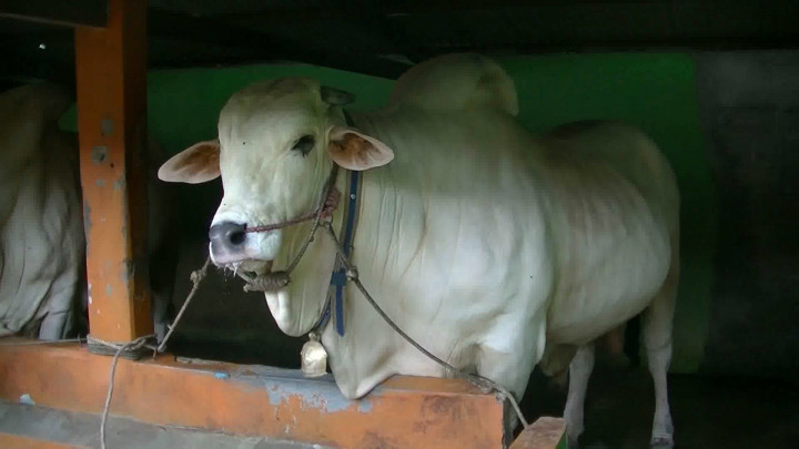 Sapi Milik Polisi di Bantul Dibeli Jokowi untuk Iduladha