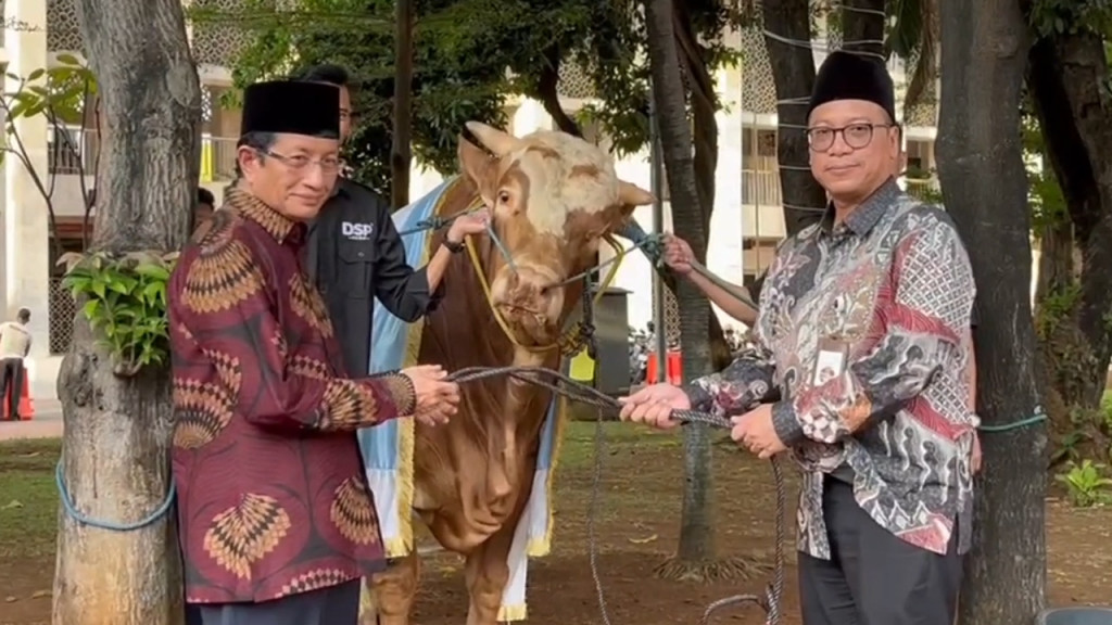 Masjid Istiqlal Terima Sapi Kurban Jokowi Maruf Amin Seberat 1 Ton 2785