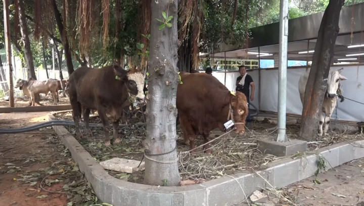 Iduladha 2024, Masjid Istiqlal Terima 72 Hewan Kurban