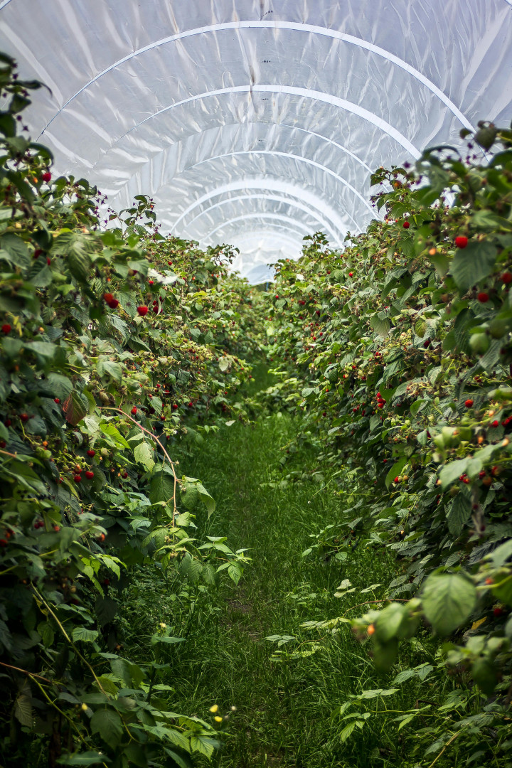 Kamu Harus Tau! Ini Manfaat Penggunaan Greenhouse