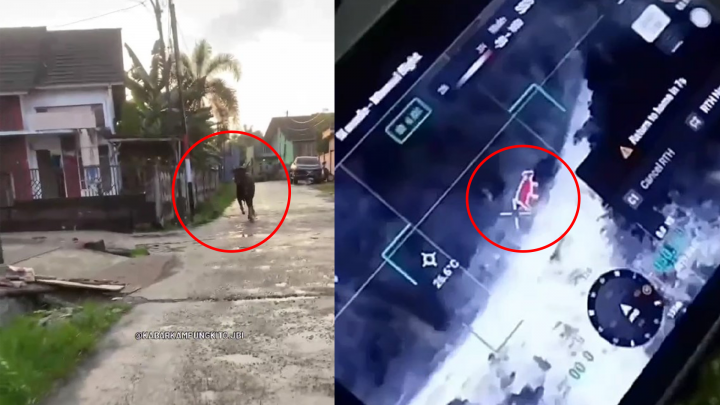 Sapi Kurban di Jambi Lepas Seharian, Sempat Dicari Pakai Drone