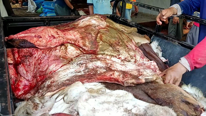 Momen Iduladha, Pengepul Kulit Hewan Kurban di Lamongan Ketiban Berkah