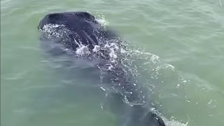 Hiu Paus Tersesat di Pesisir Demak Akibat Air Laut Pasang