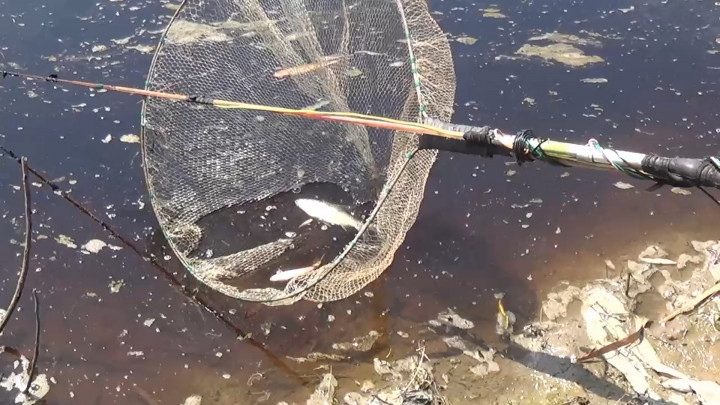 Miris! Sungai Bengawan Solo Hitam Pekat Akibat Tercemar Limbah