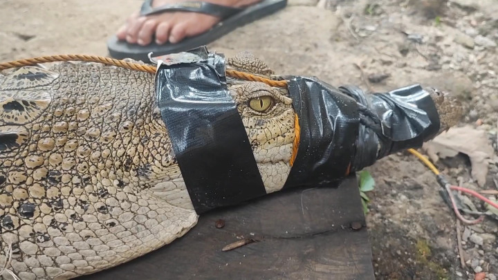 Heboh Buaya Muara di Selokan Dekat Pemukiman Warga
