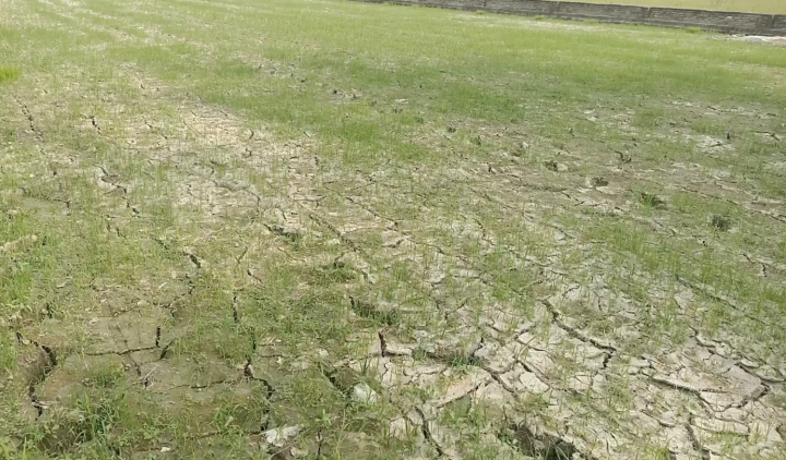 2.706 Hektar Sawah di Sumatra Utara Kekeringan