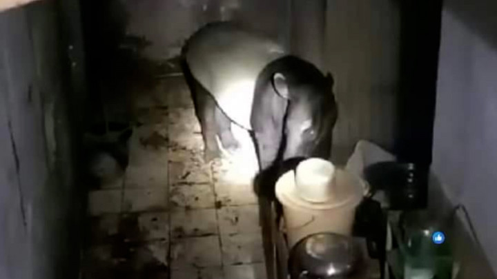 Geger! Tapir Masuk Kedalam Toko Emas di Pasar Kepahiang Bikin Warga Panik
