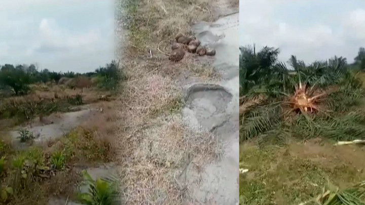 Kawanan Gajah Liar Obrak-abrik Kebun Sawit Warga di Muratara