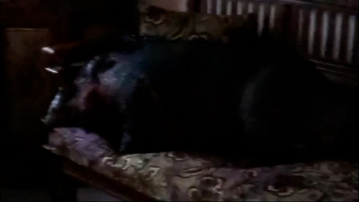 Bikin Geger! Babi Hutan Masuk Rumah Warga di Enrekang