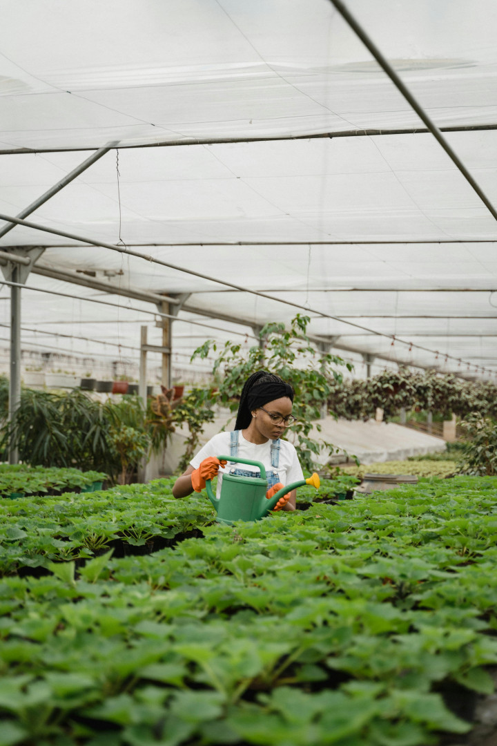 6 Tips Menyiram Tanaman saat Cuaca Panas