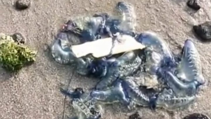 Cuaca Ekstrem, Pesisir Pantai Kota Bengkulu Diserbu Ubur-ubur