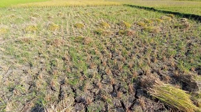 Akibat Musim Kemarau Petani Gagal Panen Rugi