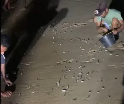 Heboh, Ribuan Ikan Naik ke Daratan Pinggir Pantai