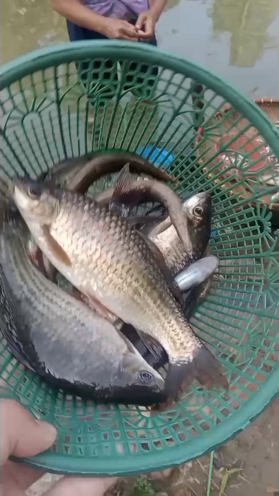 Terpapar Limbah Pabrik, Ikan di Sungai Ciujung Mati Mendadak