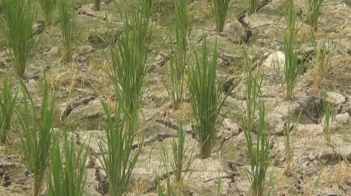 100 Hektar Sawah di Musi Rawas Kekeringan Akibat Kemarau