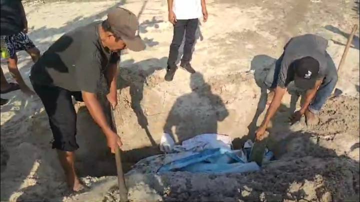 Lumba-lumba Ditemukan Mati Terdampar di Pantai Lampung