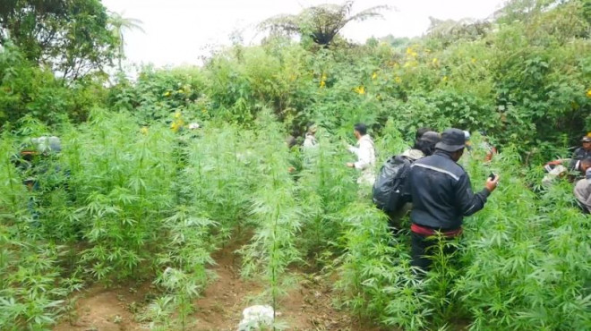 Penyisiran Masih Berlanjut, Polisi Temukan 10 Ladang Ganja di Gunung Semeru