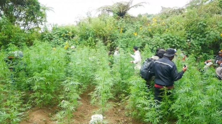 Penyisiran Masih Berlanjut, Polisi Temukan 10 Ladang Ganja di Gunung Semeru