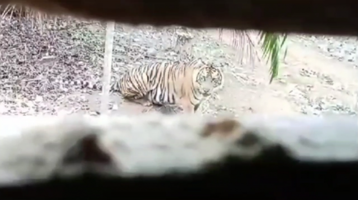 Heboh! Harimau Sumatera Masuk Permukiman di Bengkulu Utara