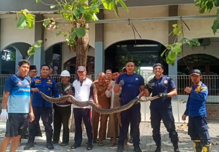 Ular Sanca Kembang 3,5 Meter Ditemukan di Saluran Air Masjid Lamongan