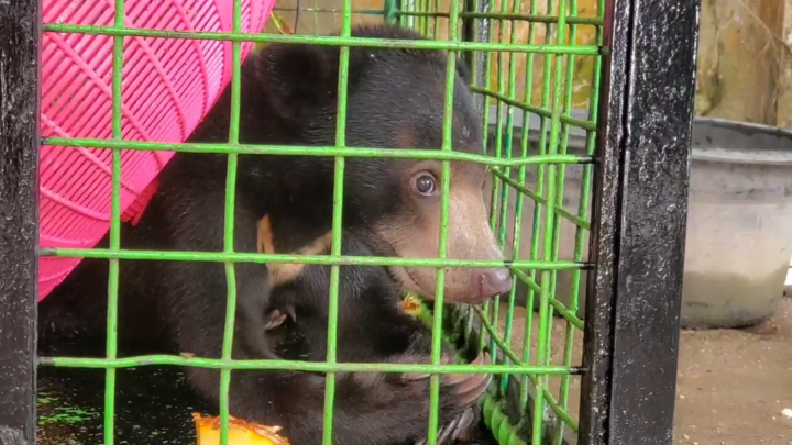 Gegerkan Warga, Beruang Madu Berkeliaran di Pekarangan Warga