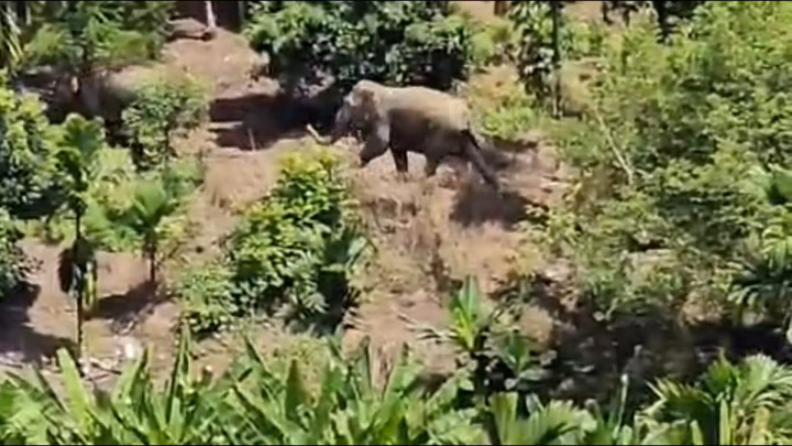 Serbuan Gajah Liar, Warga Blang Pante Rela Berjaga Tiap Malam