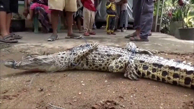 Heboh! Masuk Perangkap Ikan, Buaya 1,5 Meter Diamankan Warga Batanghari