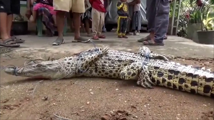 Heboh! Masuk Perangkap Ikan, Buaya 1,5 Meter Diamankan Warga Batanghari