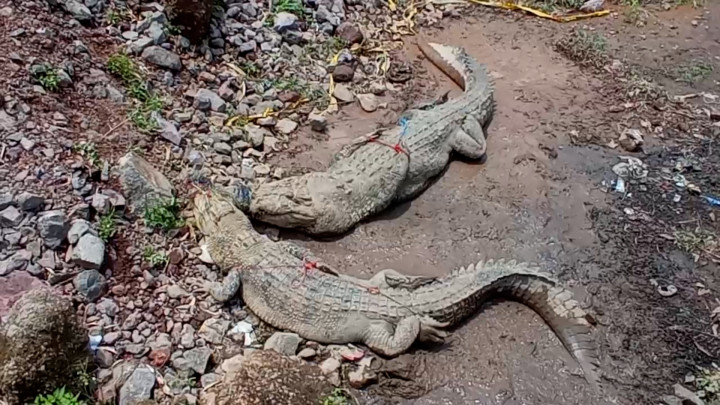 Dinding Penangkaran Jebol, Kawanan Buaya Lepas Bikin Panik Warga Cianjur