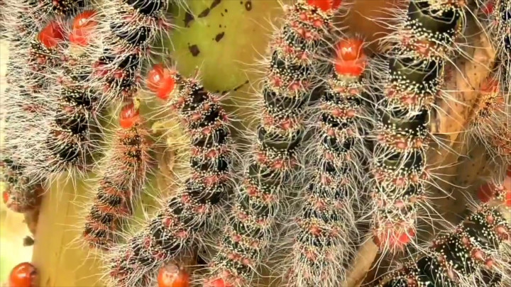 Ribuan Ulat Bulu Serang Perkebunan Pisang Warga di Lampung