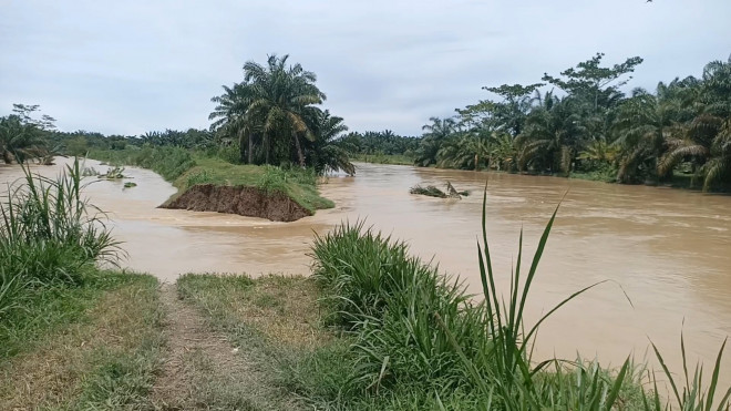 Tanggul Jebol! Puluhan Hektar Lahan Pertanian di Batubara Terendam