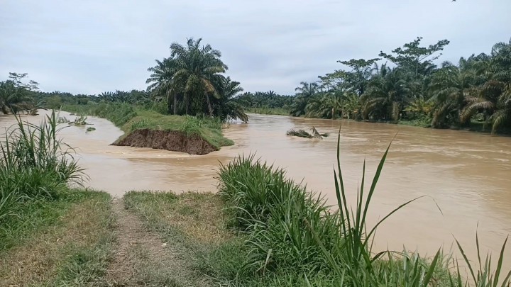 Tanggul Jebol! Puluhan Hektar Lahan Pertanian di Batubara Terendam