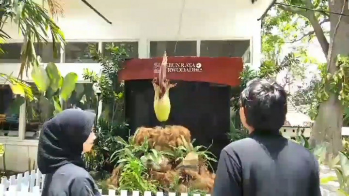 Momen Langka! Bunga Bangkai Raksasa Mekar di Kebun Raya Purwodadi