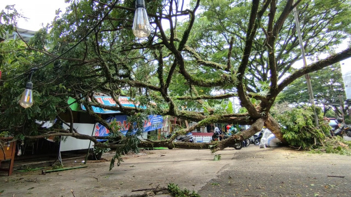 Kesalahan Fatal, Pohon Trembesi Roboh Timpa Warung