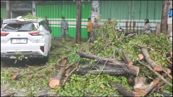 Puting Beliung di Bondowoso, Pohon Besar Tumbang Timpa Kendaraan Warga!