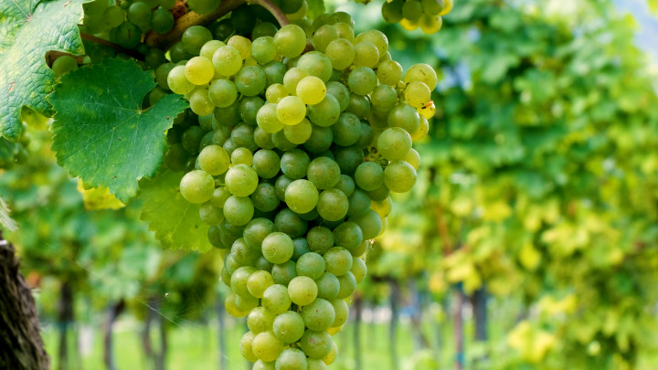 Geger Temuan Residu pada Anggur Shine Muscat, Kenali Manfaatnya