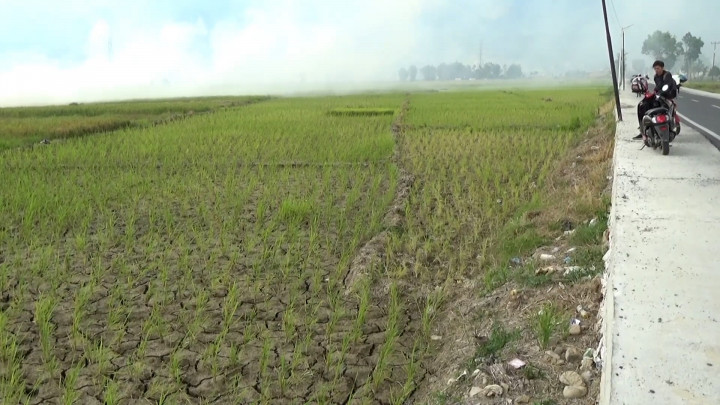 Ratusan Hektare Lahan Sawah di Jambi Dilanda Kekeringan, Petani Terancam Gagal Panen