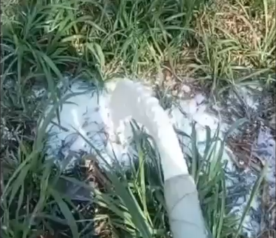 Aksi Kecewa, Peternak di Jatim Buang Ribuan Liter Susu Segar