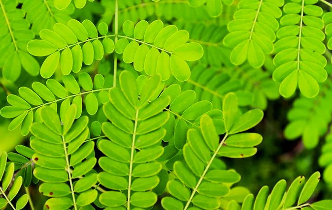 Wajib Tahu! Manfaat Daun Saga untuk Kesehatan