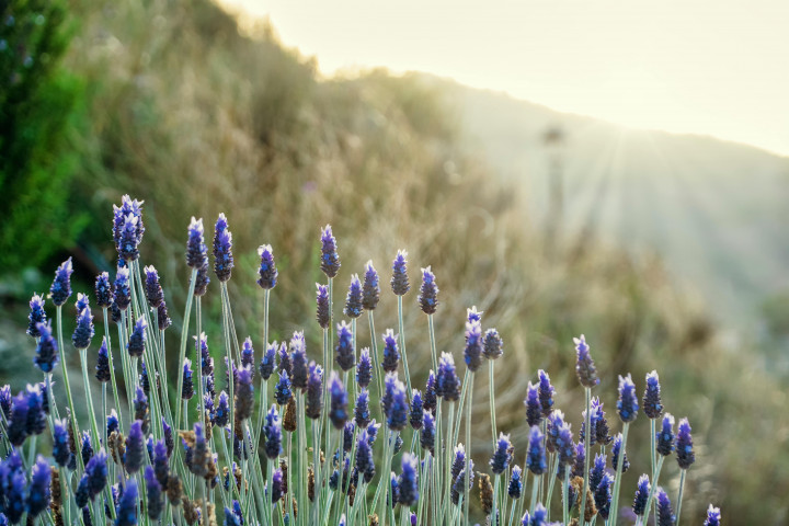 5 Tanaman Penghilang Stres yang Cocok Ditanam