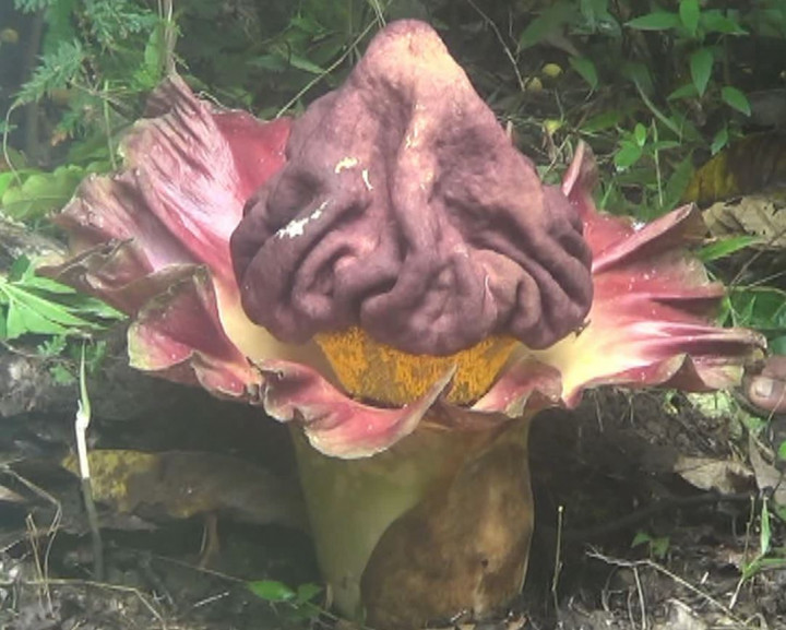 Moment Langka! Dua Bunga Bangkai Mekar di Wisata Alam Bukit Lubuklinggau