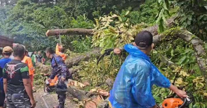 Akibat Pohon Tumbang, Jalan Lintas Sumatra Terhambat