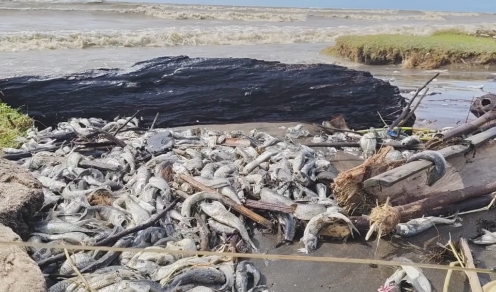 Fenomena Langka, Ribuan Ikan Terdampar Mati di Pesisir Pantai