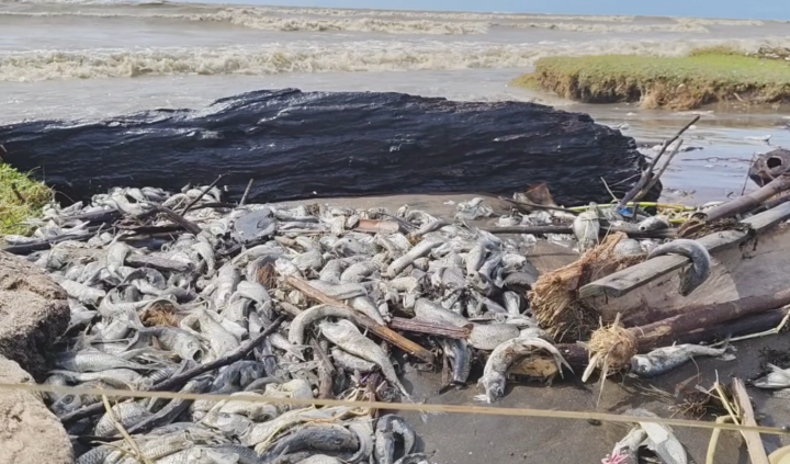 Fenomena Langka, Ribuan Ikan Terdampar Mati di Pesisir Pantai
