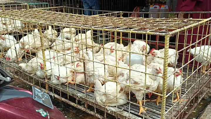 Jelang Nataru, Harga Daging Ayam Naik hingga 10%
